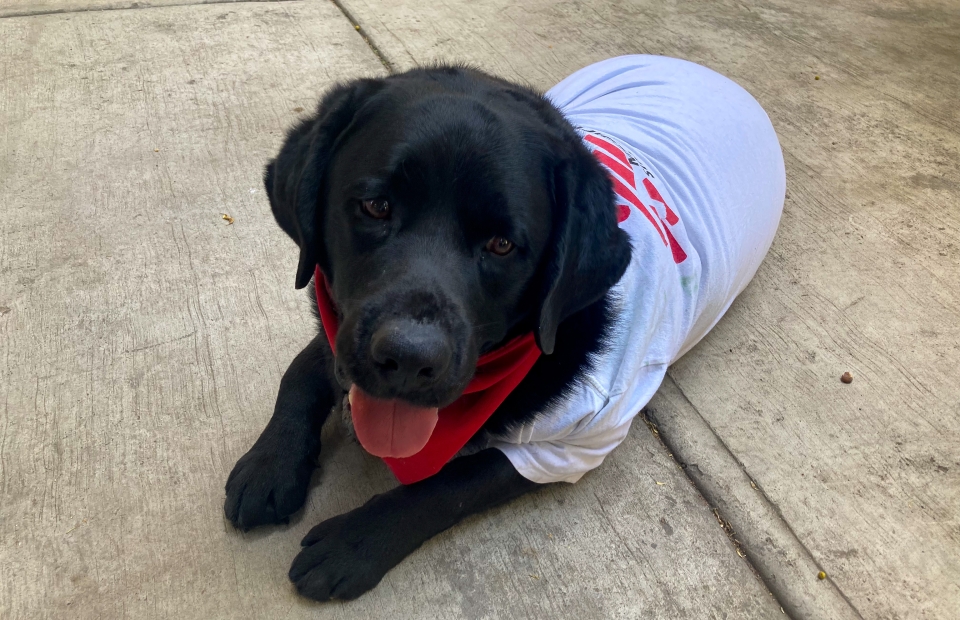 Een foto van Onnie de labrador